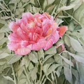 6 ~ Jeanette Wimmer ~ Peony ~ Watercolor